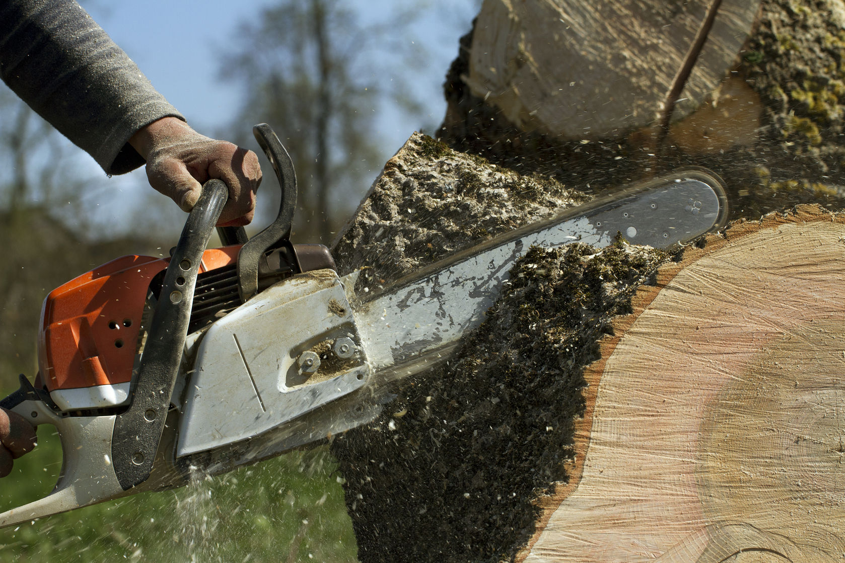 Pourquoi faire appel à un professionnel pour assurer l’abattage d’un arbre ?